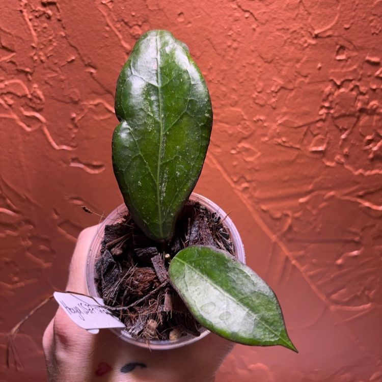 988 Hoya SS27-127