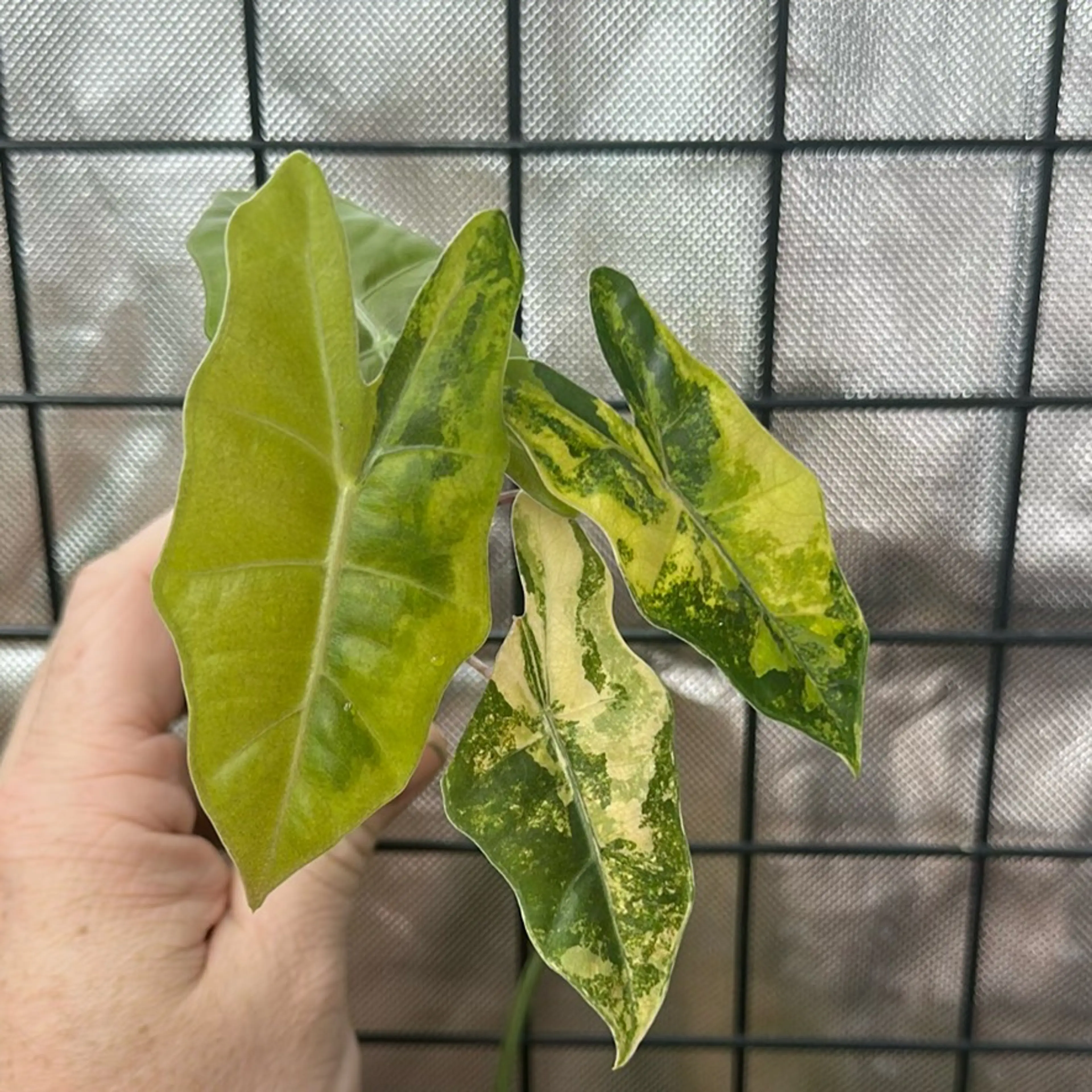 Image 1 of 2