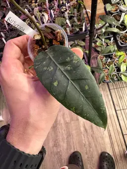 Hoya rutut002