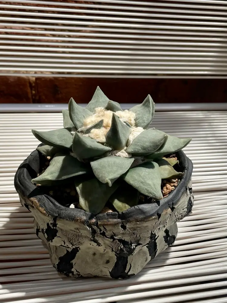 Ariocarpus Retusus