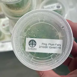 Pinguicula Tissue Culture Small (Premium)