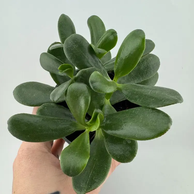 1151 | 4” Jade Plant