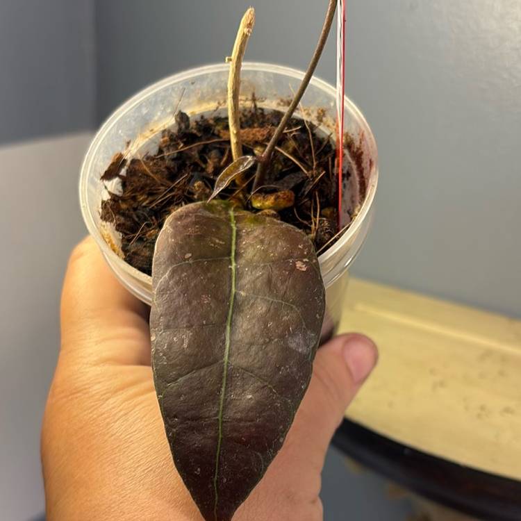 200 Hoya aff. lambii (splash)