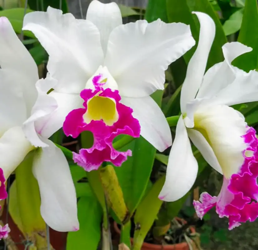 Orchid Blanche Aisaka 'Yuki' 2nd year Plug