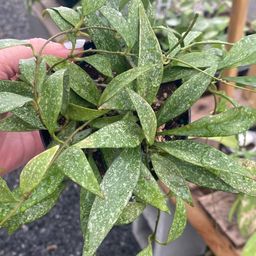 Parvifolia Splash