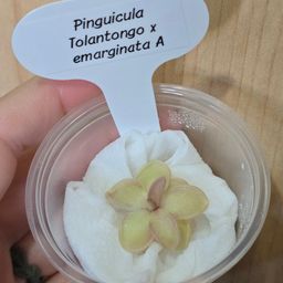 Pinguicula Tolantongo x emarginata A