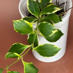 #3638 Hoya Heuschkeliana