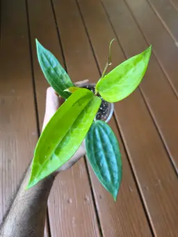 Hoya 'Fools Gold' Variegated Jesper Brink