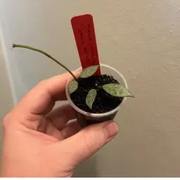 Hoya lacunosa ‘Jawa barat’