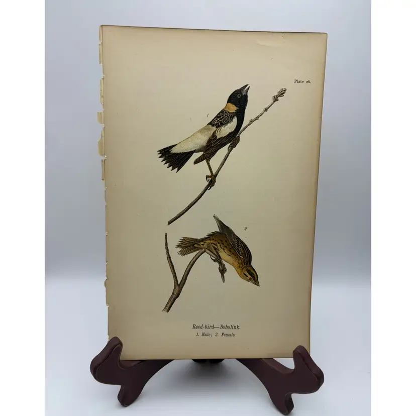 “Reed-bird”,Male/Female, c.1890, Color Plate Engraving, Plate 26, From An Antique Book