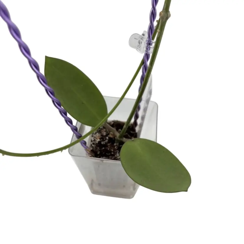 0307 Hoya ‘Silver Dollar’ (MB 1405-AG) - Trellis & clips included