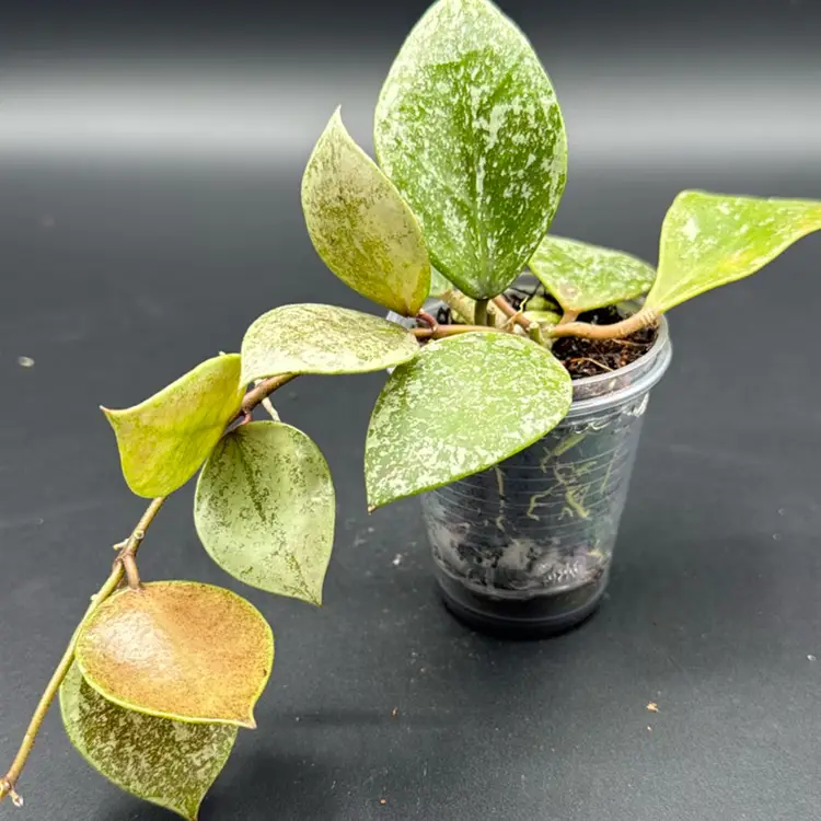 Hoya walliniana (splash)