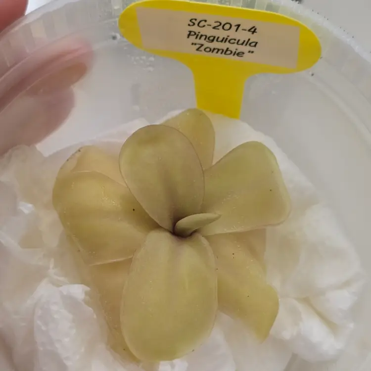 SC-201-4 Pinguicula "Zombie"