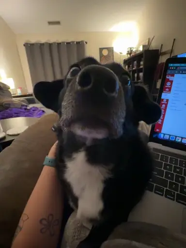 POP UP Sale! 25 Critters!!!