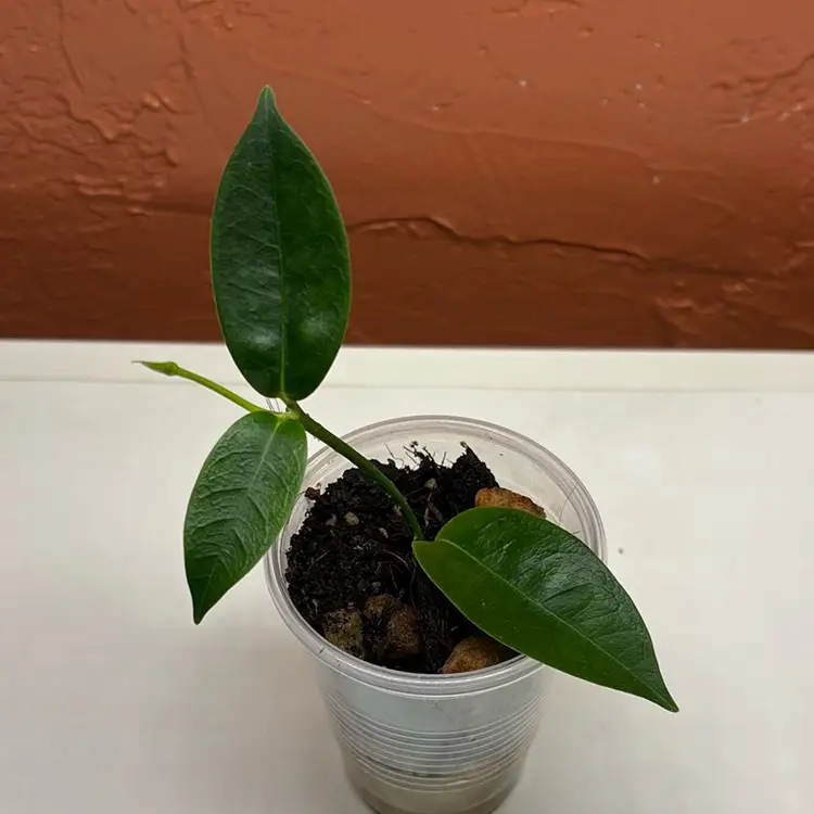 732 Hoya ‘Bruno Queen’ (campanulata x densifolia)