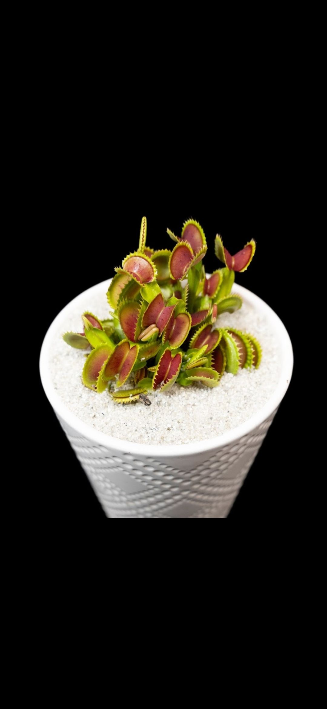 Dionaea muscipula 'BCP Clone 03-01'