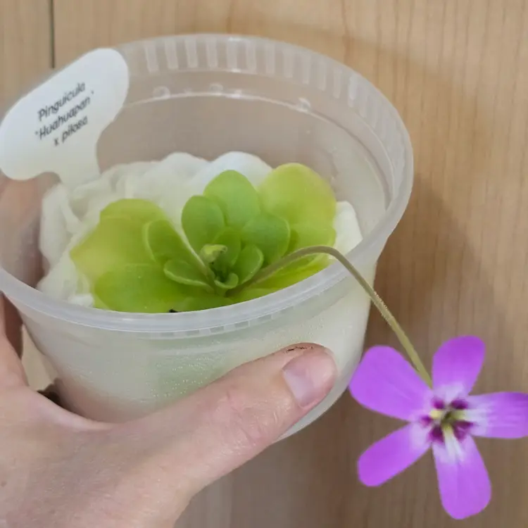 Pinguicula 'Huahuapan' x pilosa