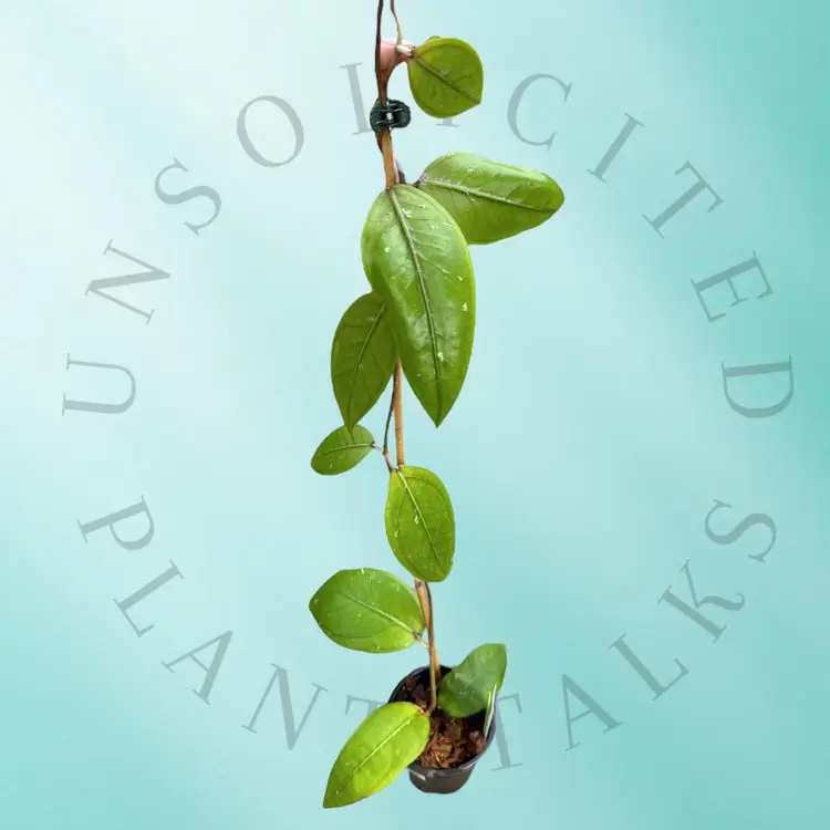 PS0687 - Hoya sp. Aceh Gomas