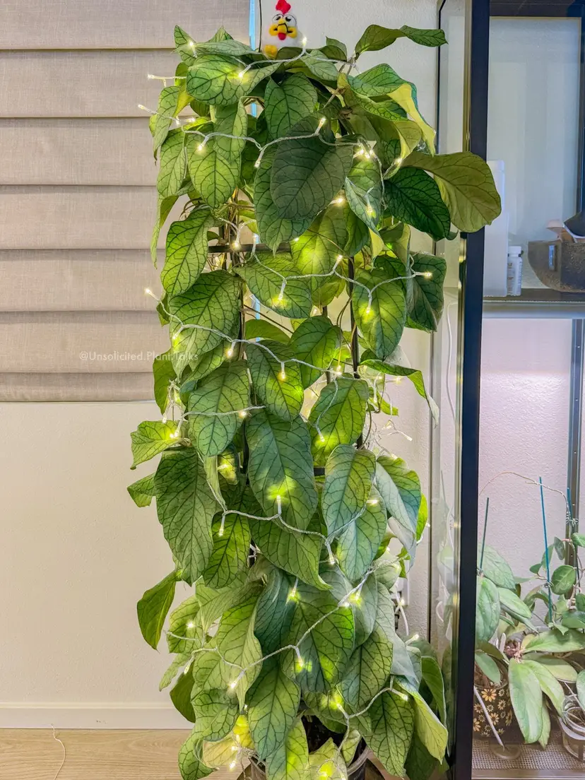 Livestream thumbnail