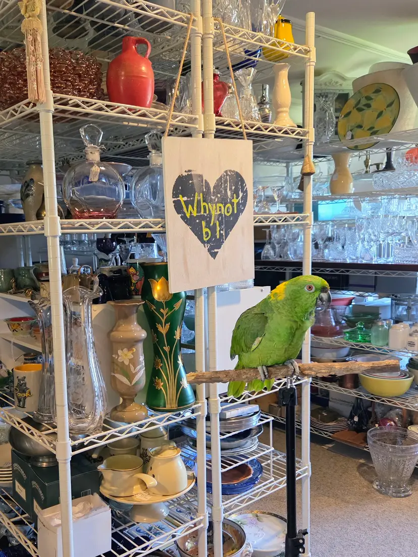 Livestream thumbnail