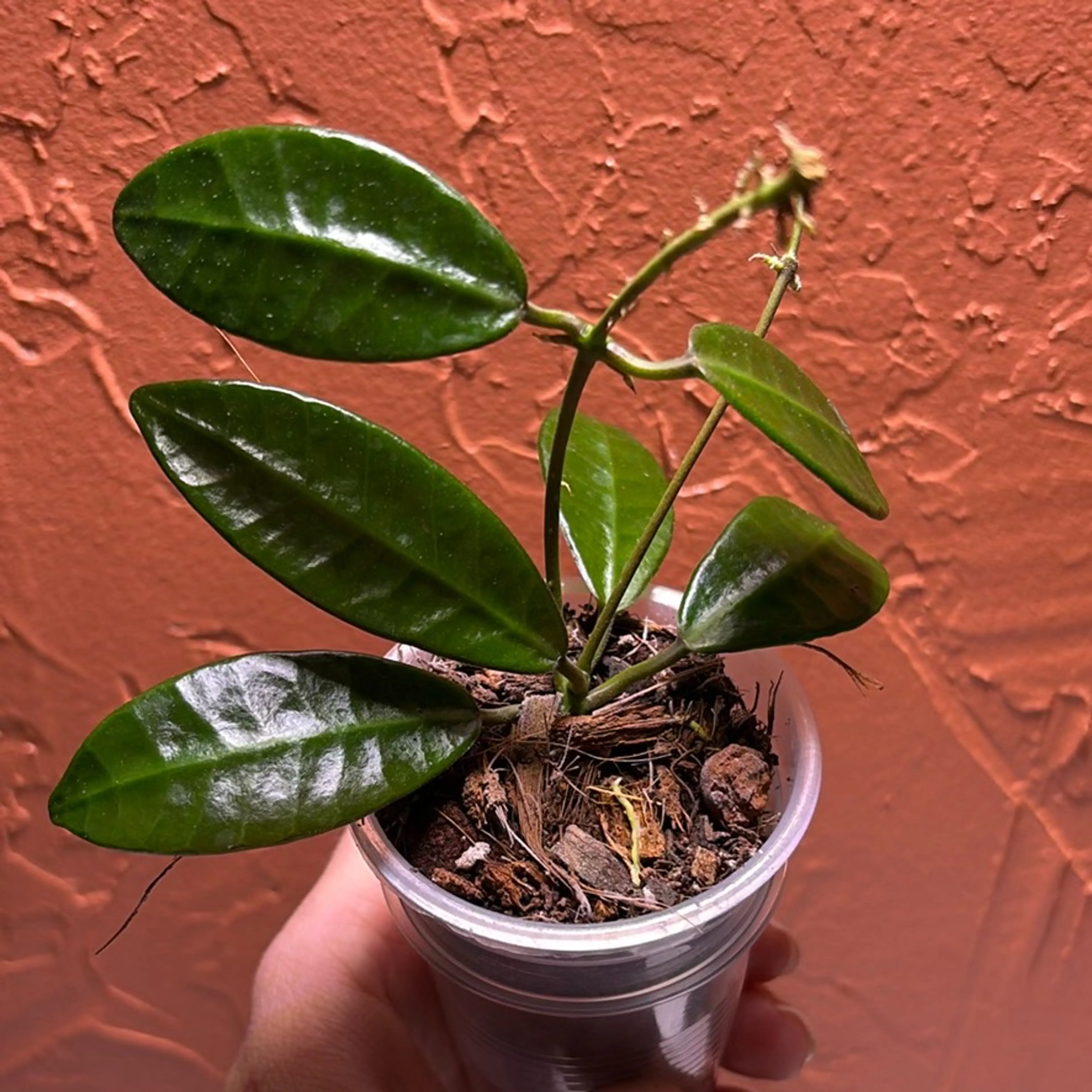 Image 2 of 3