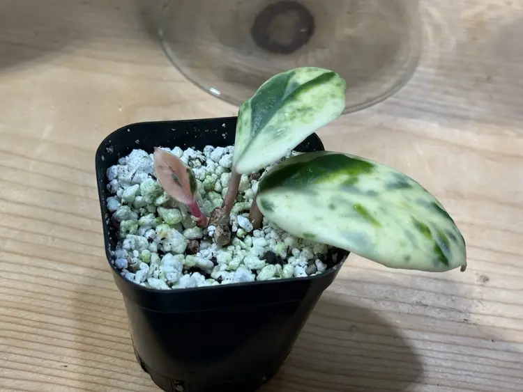 RARE Hoya Madara ‘Snow Angel’ from Kunzo, Japan