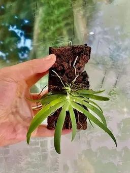 ornithocephalus dolabratus mini orchid