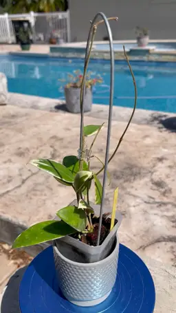 Hoya acuta albomarginata