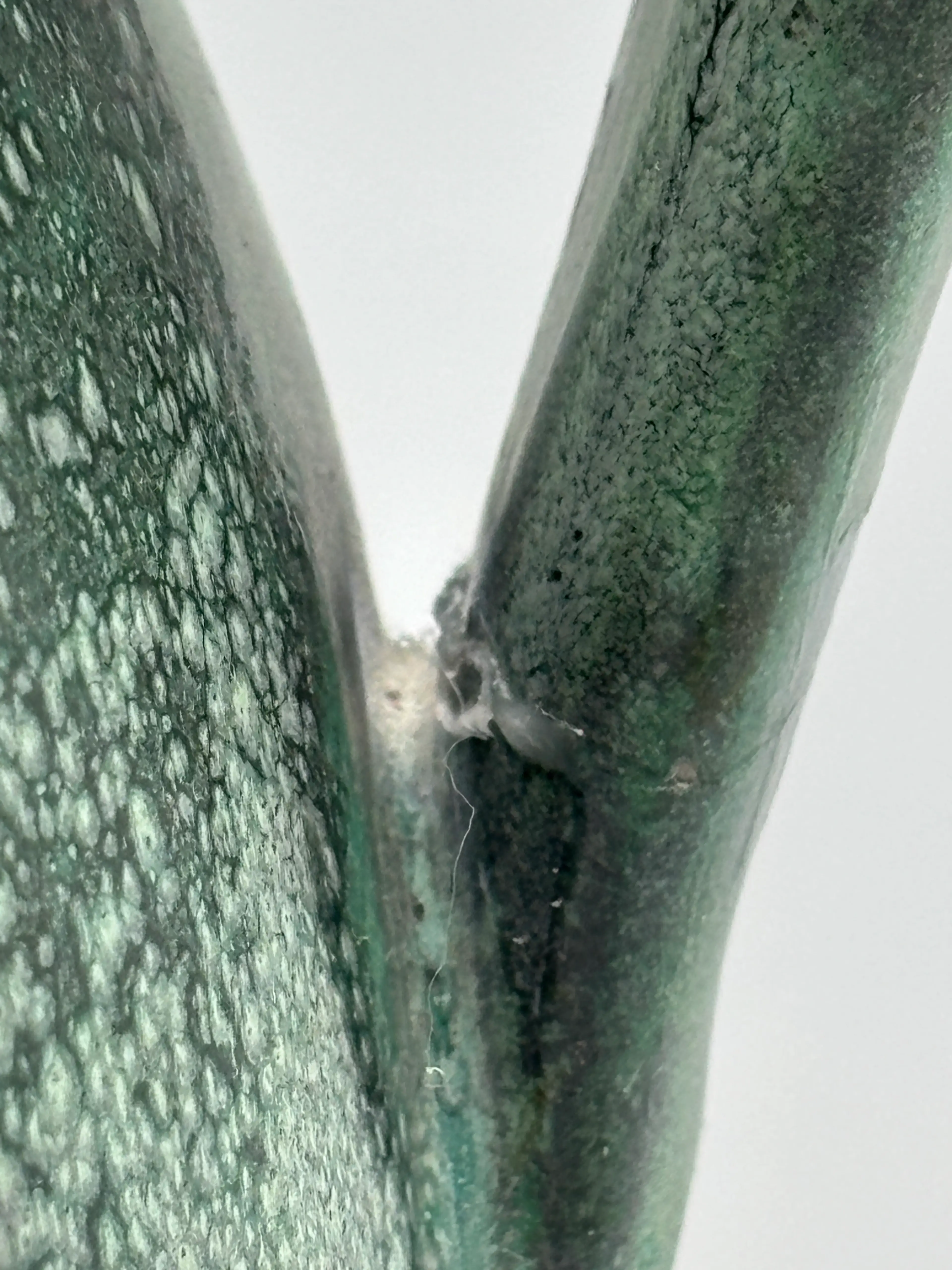 Image 2 of 12