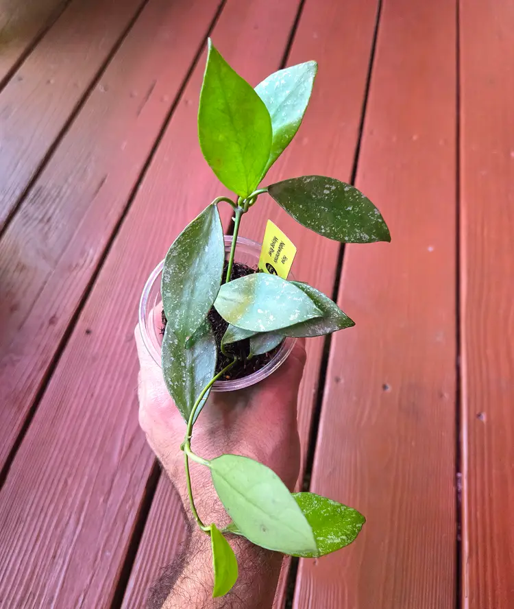 Hoya Nabawanensis Moyog River