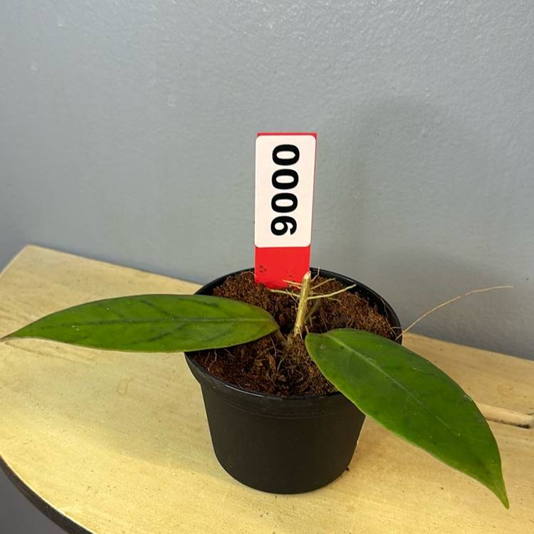 6 lalita 02 wrx 33-02