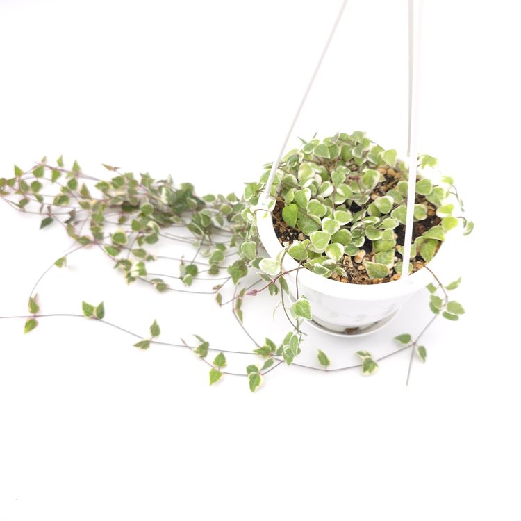 Ceropegia woodii String of Spades variegated 4.5 inch hanging basket 820