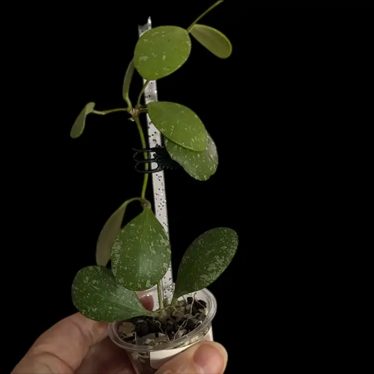 17-ETs 10 Gets Very Splashy In High Light. Easy Small Leaf