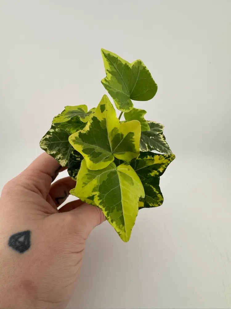 1126 | 2” English Ivy Gold Child