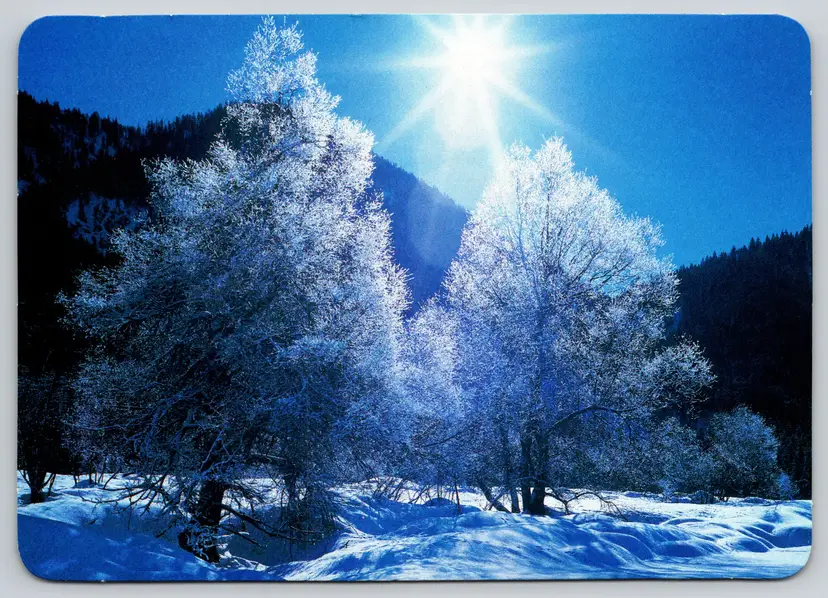 Postcard Winter Scene Frozen Trees - American Greetings - 14585