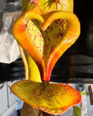 Guillermo Bustamante