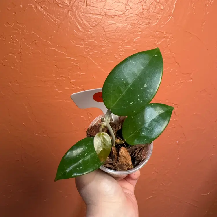 06 Hoya RHM2339 (verticillata LP4 x Chiang Mai)