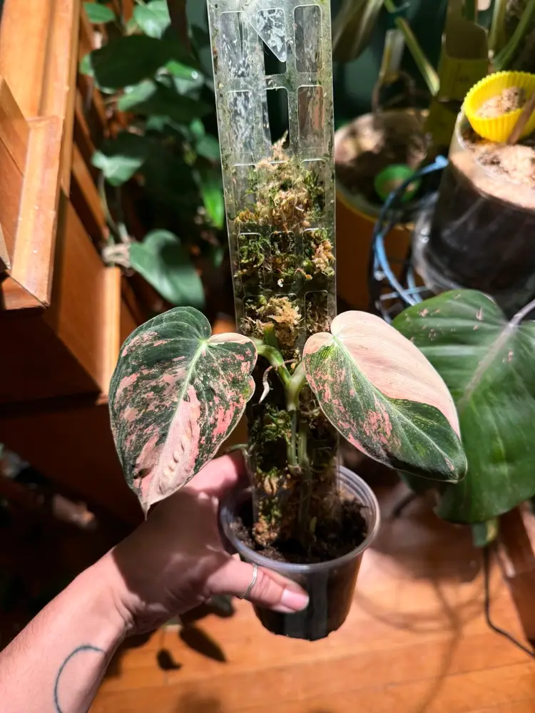 Late Night Live - The Deals Continue 