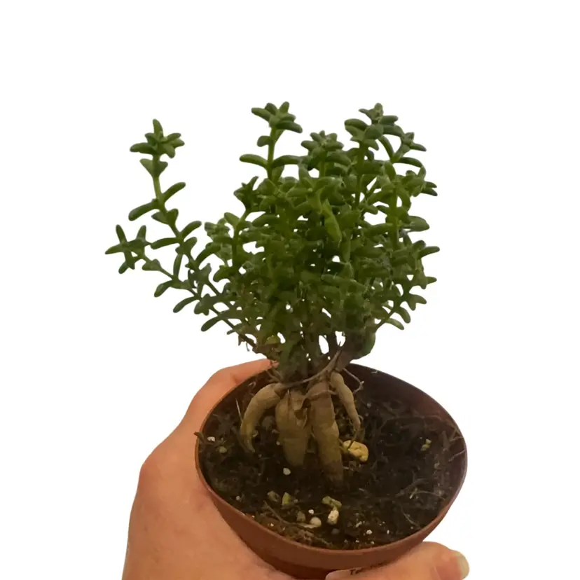 Trichodiadema Bulbosum Schwantes