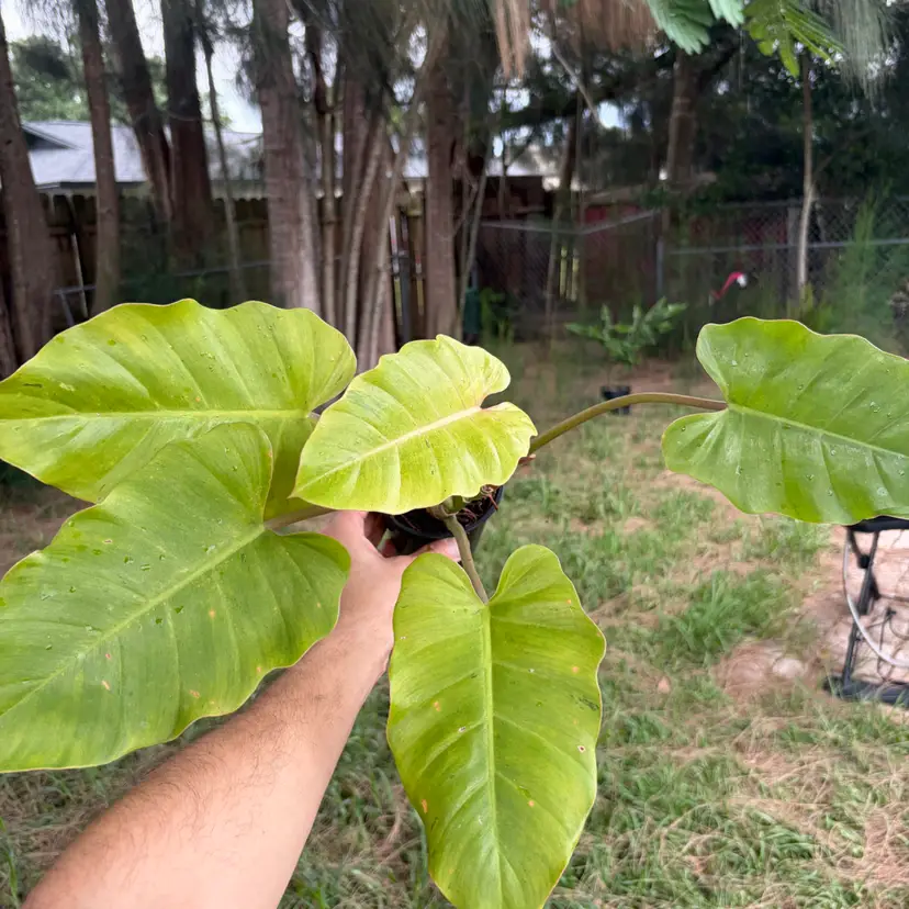 Philodendron Snowdrift
