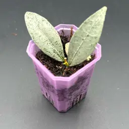 Hoya amicabilis silver