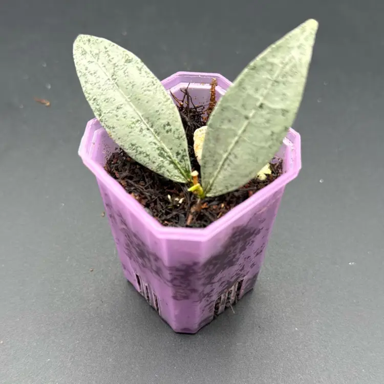 Hoya amicabilis silver