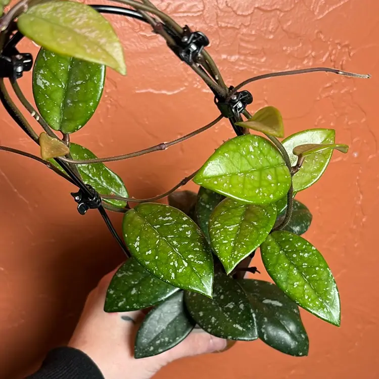 Hoya carnosa (heirloom)