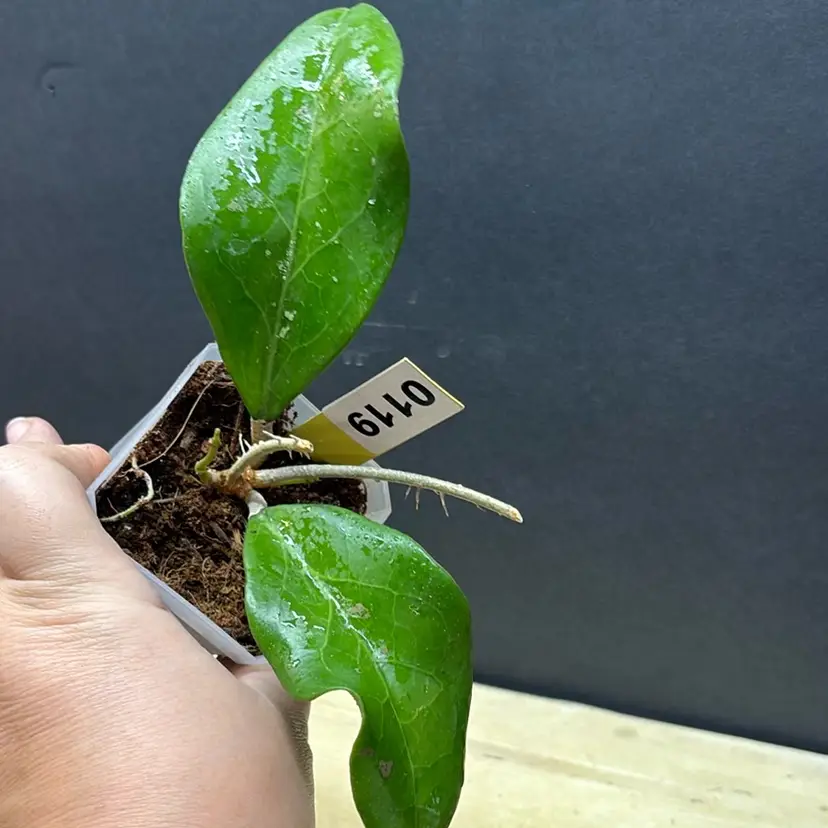119 Hoya Big leaf latifolia type