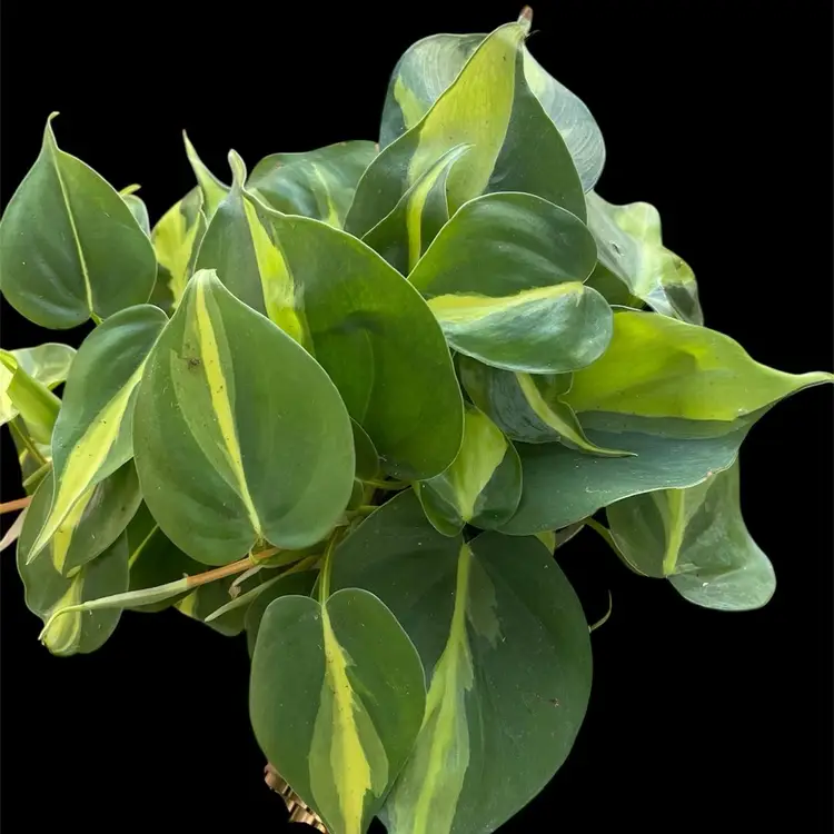 Philodendron Brazil