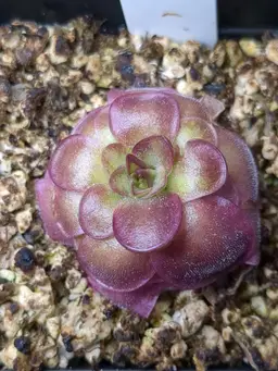 P. moranensis "Summer" by Alex Avella