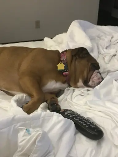 Rosey Invites You Her Black Friday Show. Lots Of New Things. She Might Still Be Sleeping From All The Turkey! Stop In And Say Hi!