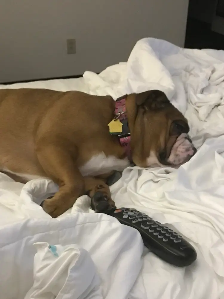 Rosey Invites You Her Black Friday Show. Lots Of New Things. She Might Still Be Sleeping From All The Turkey! Stop In And Say Hi!