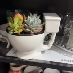 Toilet Bowl Succulent