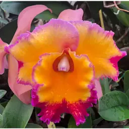 Rlc. Dick Smith 'Paradise' - 2.5” Pot